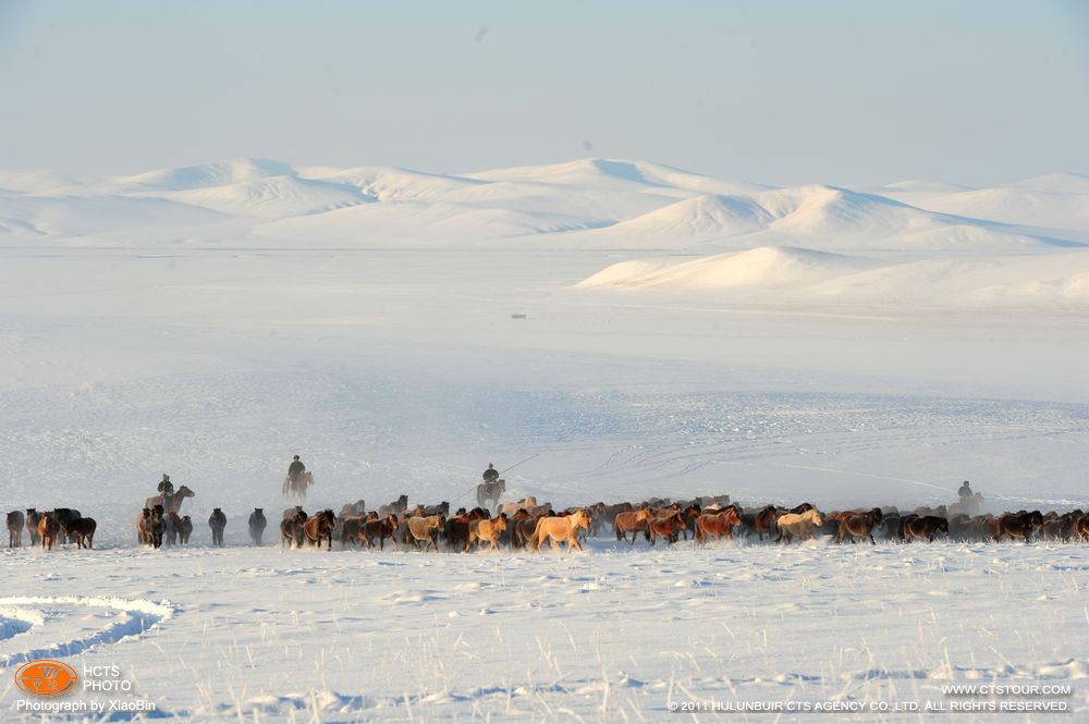 雪地里的畜群