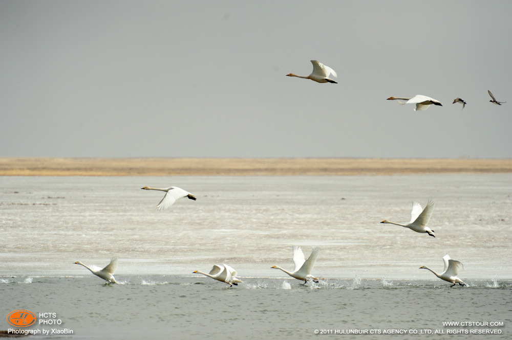 乌兰诺尔保护区的天鹅