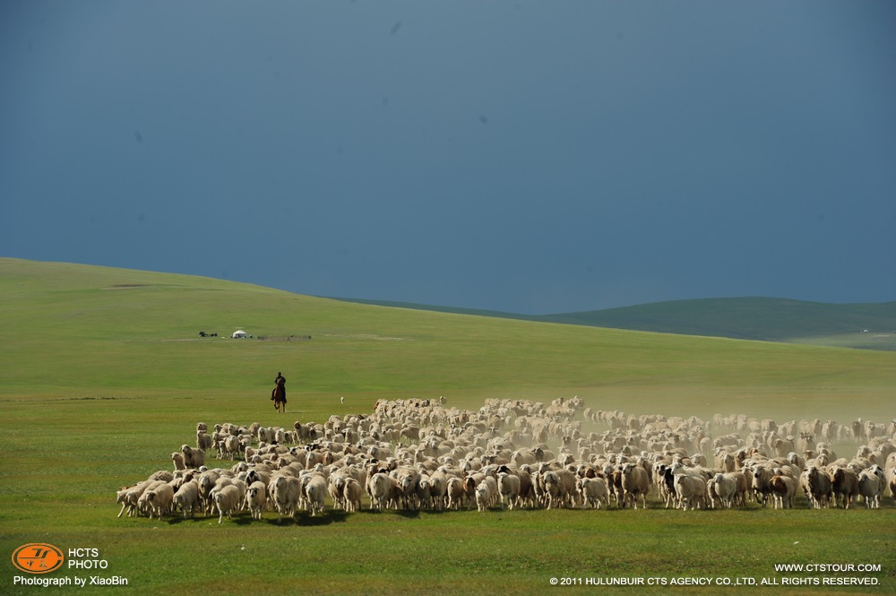 奔往莫日格勒河饮水的羊群