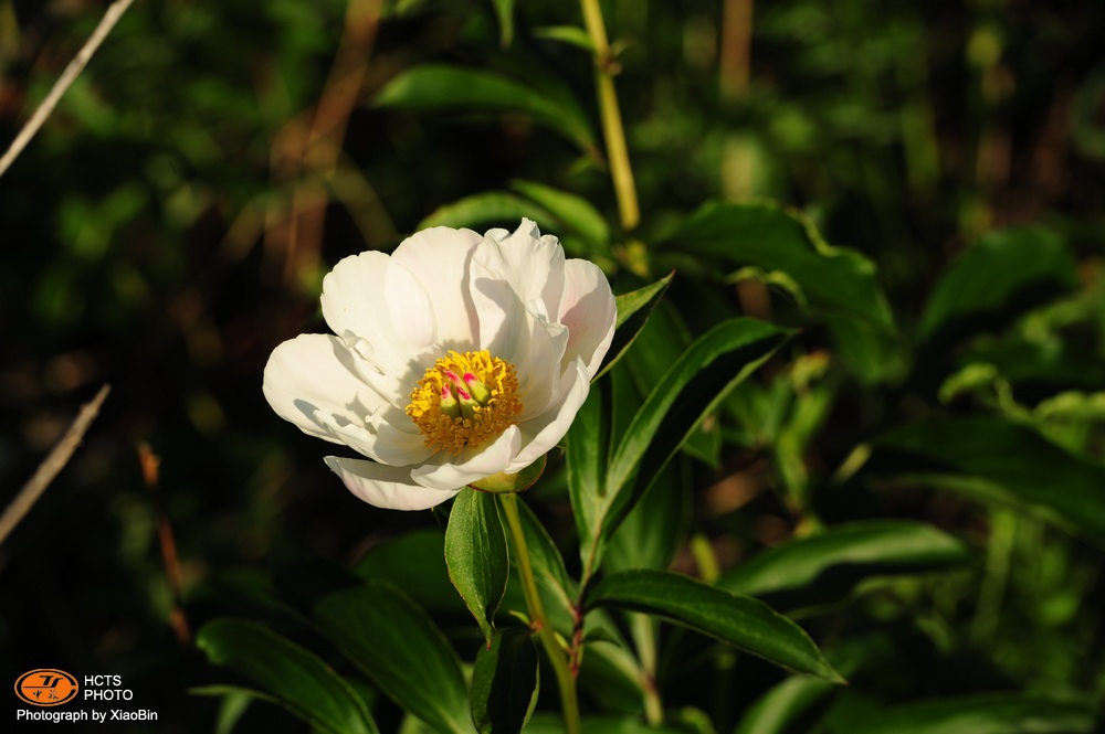 芍药花—额尔古纳