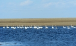 辉河湿地天鹅