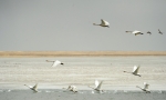 乌兰诺尔保护区的天鹅