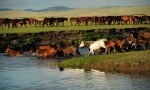 莫日格勒河畔的马群