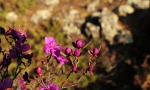 杜鹃花蕊—达尔滨罗